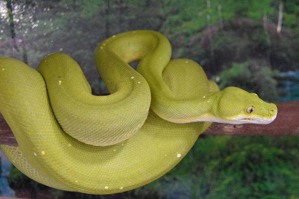 EXCELLENT COLOURS: An Australian Green Tree Python
