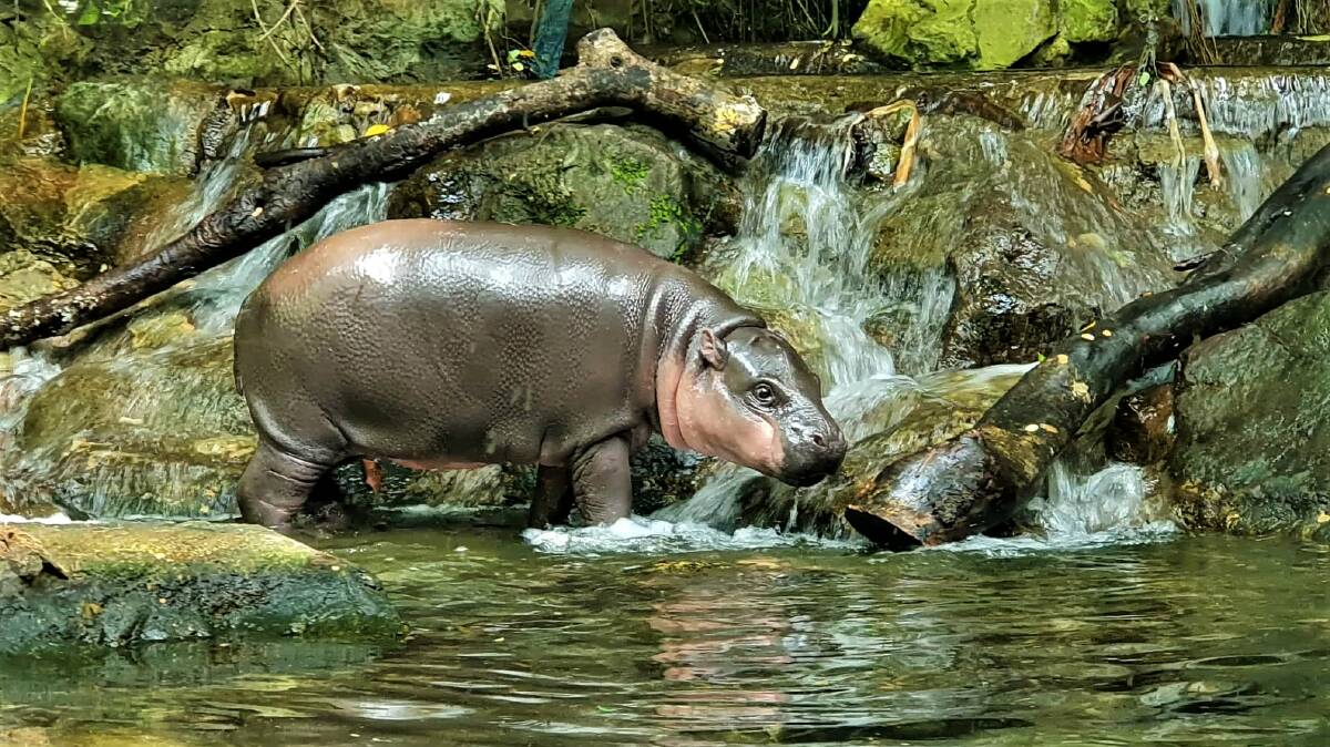 A pygmy hippopotamus in its habitat at Singapore Zoo.
