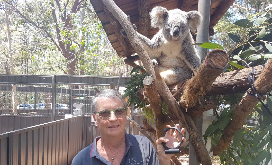 Collared: Port Macquarie Koala Hospital president Jane Duxberry with a tracking collar and koala