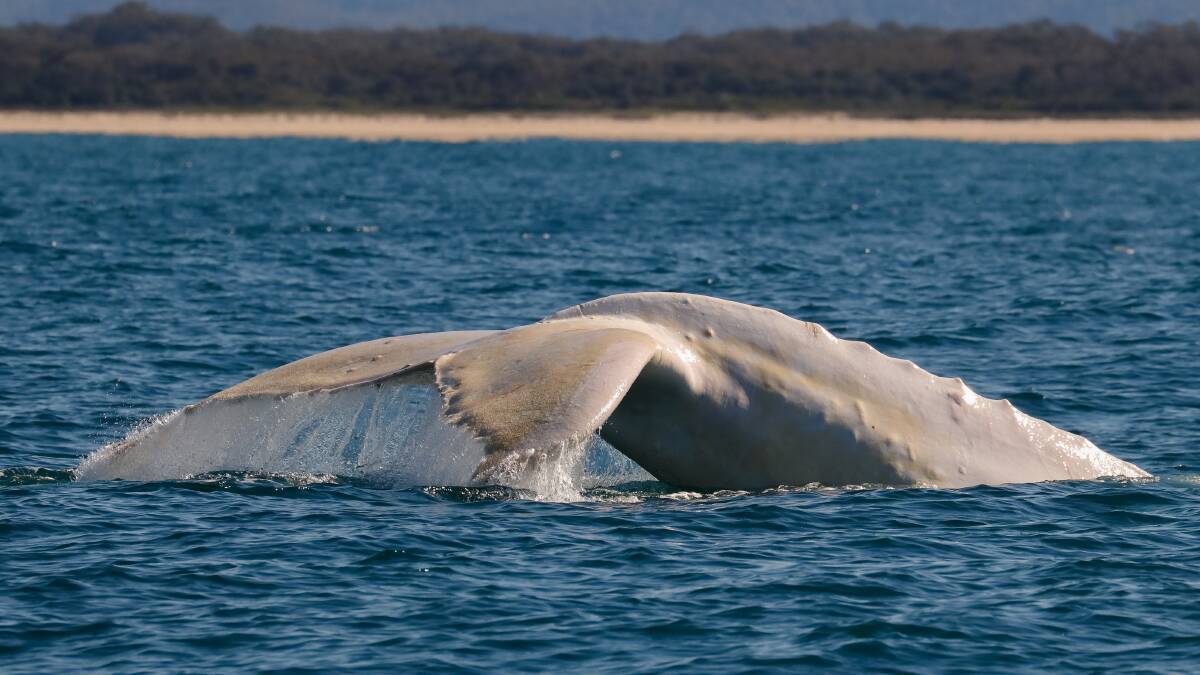 Migaloo: A tail slap captured by Port Macquarie's Jodie Lowe. Photo: Jodie Lowe's Marine Animal Photography.
