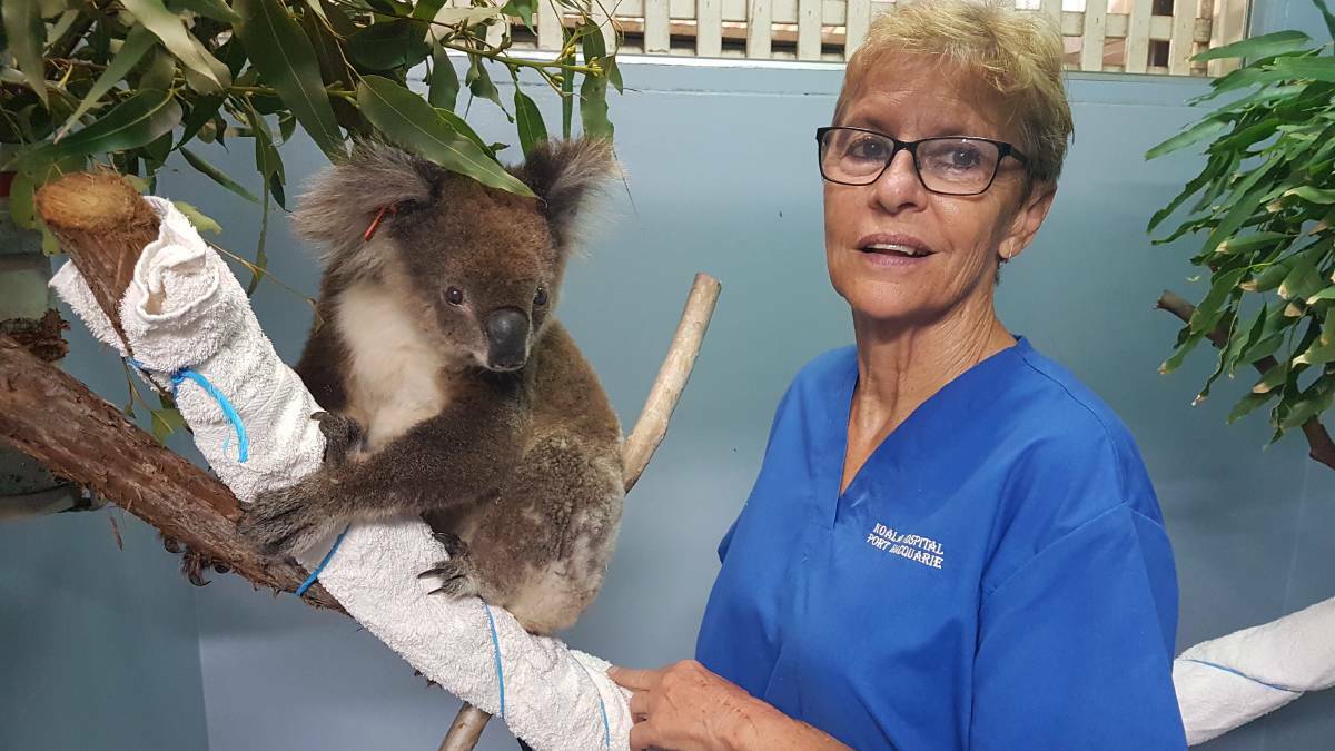 KOALA HOSPITAL: A rescued koala with Port Macquarie Koala Hospital clinical director Cheyne Flanagan.