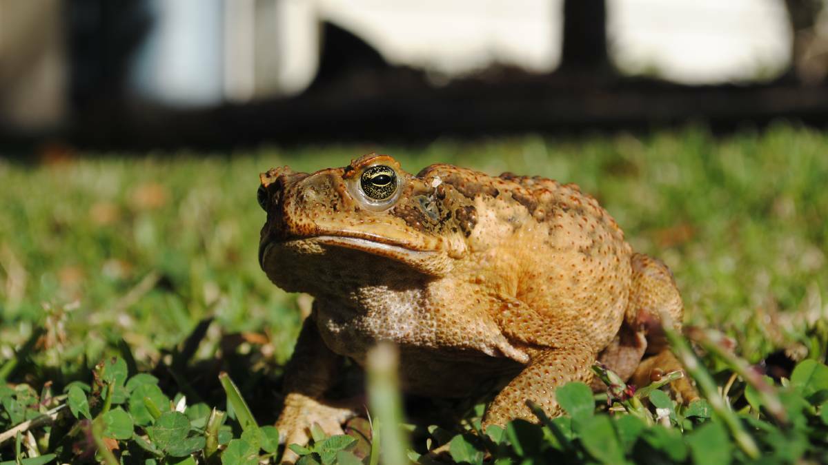 Cane toad workshops to be held in Gladstone and Nambucca Heads. Photo: Supplied