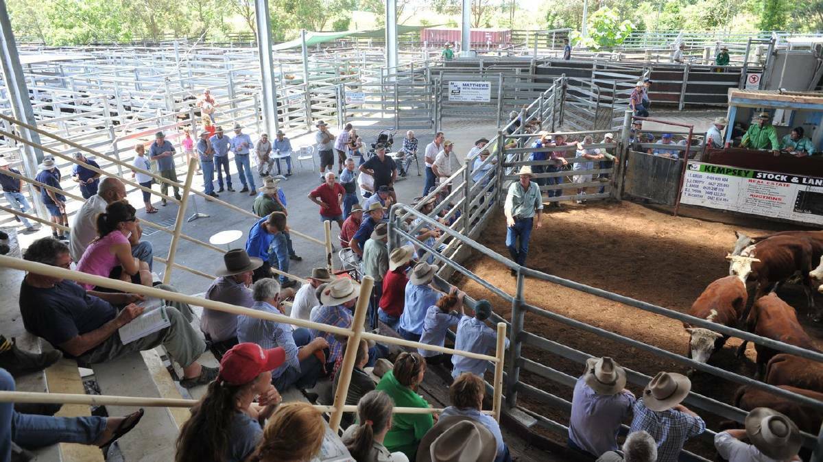 Council to simultaneously draft business plan and gauge interest in leasing option for the Kempsey Saleyards. Photo: Supplied