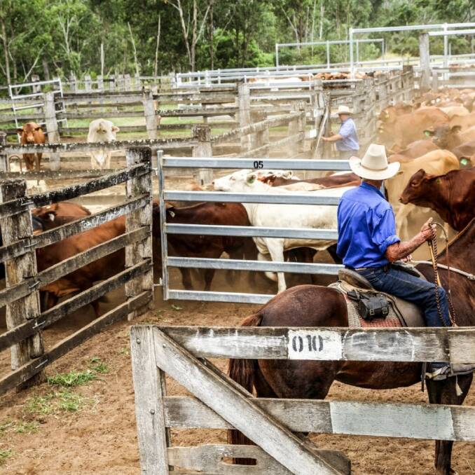 So far this year there have been 16 confirmed cases of Q fever on the Mid North Coast. Photo: Supplied