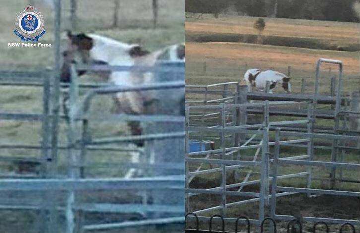 The two horses were allegedly stolen from a property at Dondingalong in Ocober 2019. Photo: NSW Police Force - Rural Crime