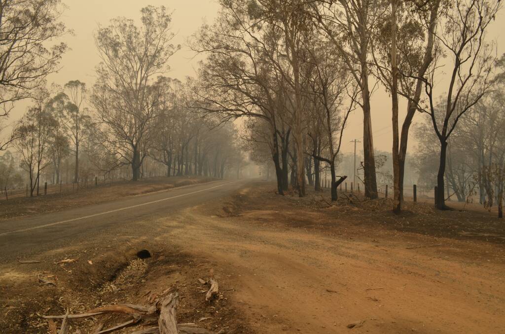 Burnt bushland near Willawarrin. Photo: Callum McGregor