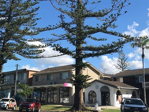 The Norfolk Pine will be removed on May 31. Photo: Supplied