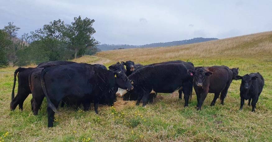 The cattle went missing between October 2019 and June 2020. Photo: NSW Rural Crime Facebook page 