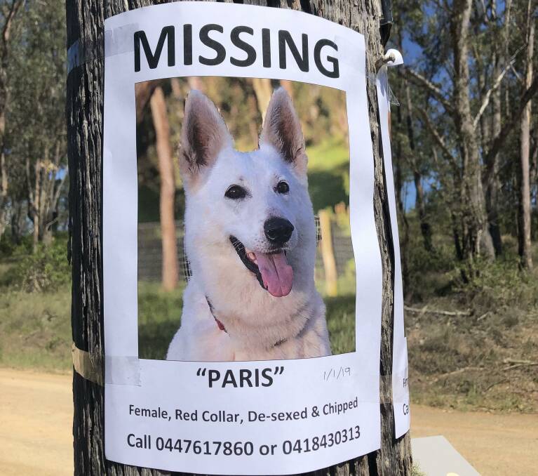 Paris went missing from Moparrabah on New Year's Day afternoon. Photo: Supplied
