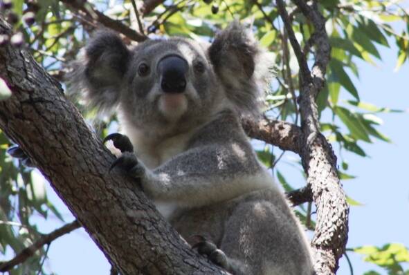 Residents are encouraged to pick up free koala food trees from Council to support the local koala population. Photo: Supplied