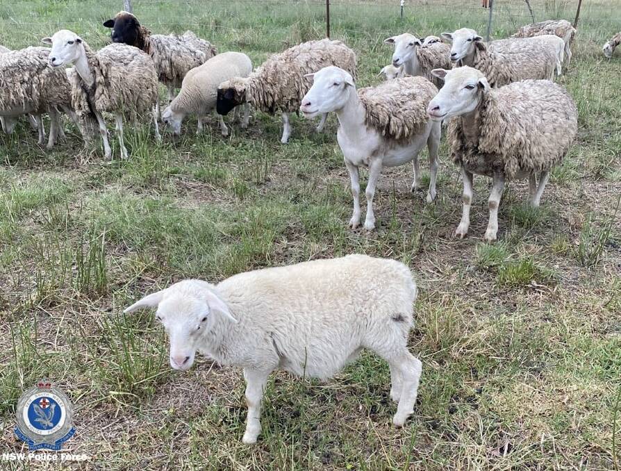 Police are investigating an incident where sheep were shot on a Temagog property. Photo: Supplied