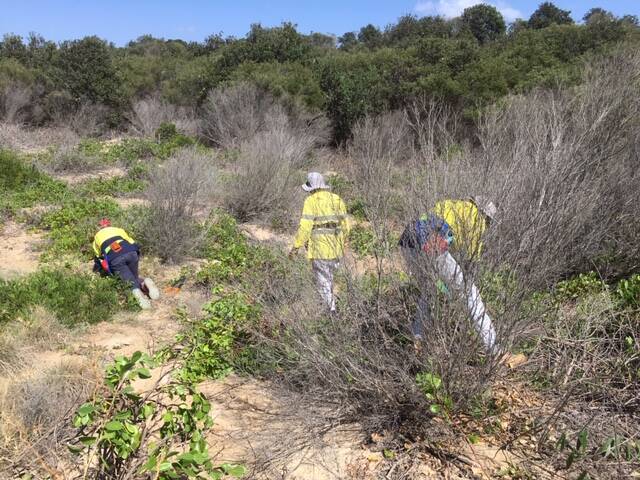 The South West Rocks Community Dune Care group will tackle weeds on the Back Beach dunes. Photo: Supplied