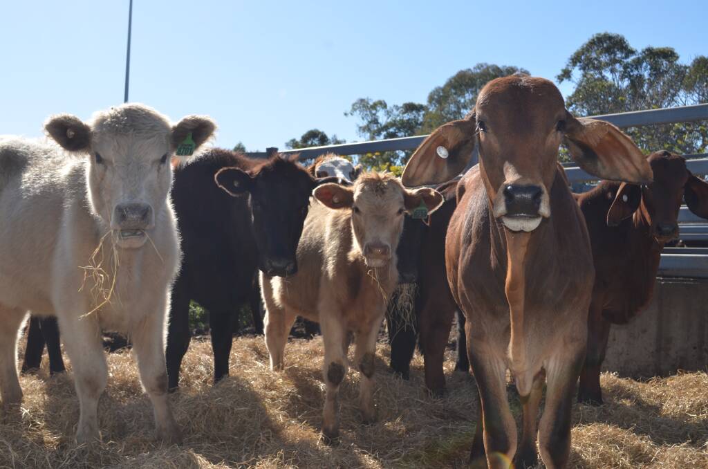 Kempsey Saleyards: The Showgirls will be fundraising at the cattle sale on Saturday. Photo: Ruby Pascoe