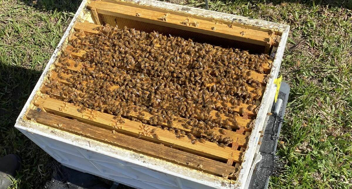 James Wardrope will have to destroy 50 hives on his property at Kundabung which is now in the red zone. Picture supplied by James Wardrope 