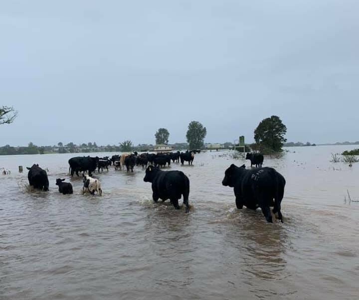 Feed is on the way for Macleay livestock. Photo: Kevin Weismantel