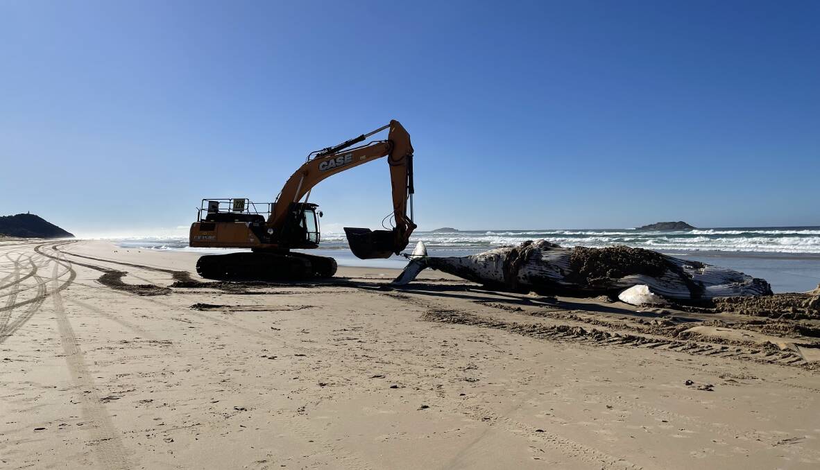 Deceased whale beached at South West Rocks. Photos: Ellie Chamberlain
