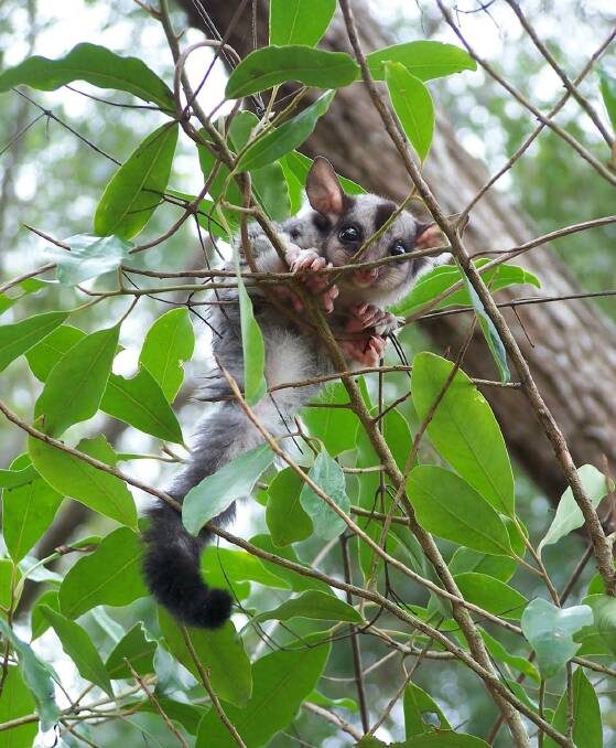 The squirrel glider is listed as a vulnerable species in NSW and is a resident of the Kempsey Shire. Photo: Supplied