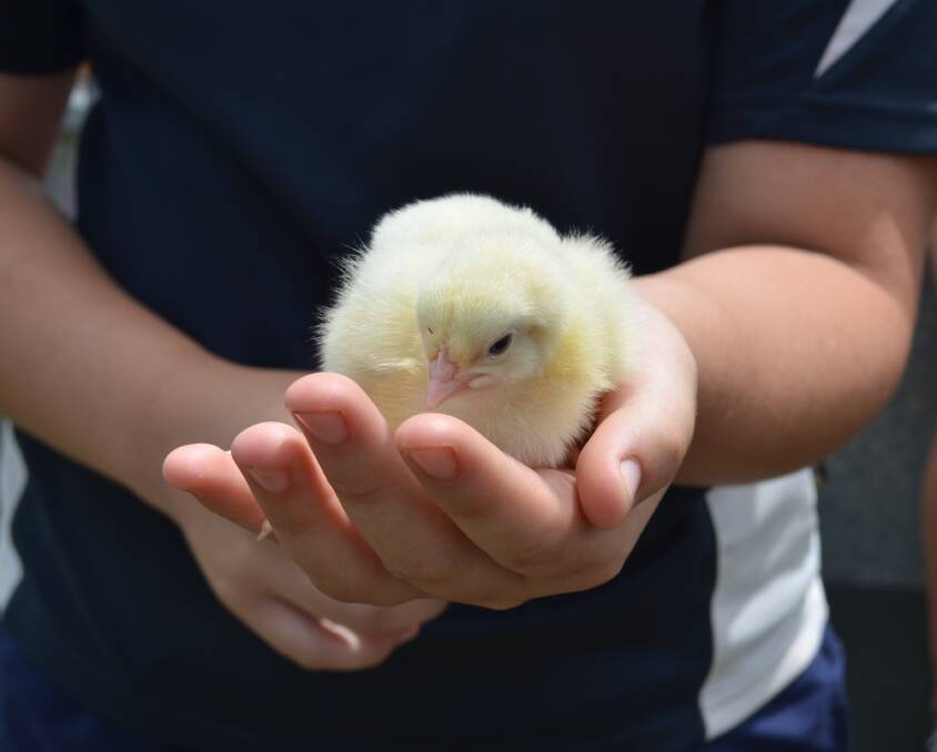 Kempsey students raise chicks for hands-on agriculture competition