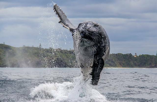 Some of the best places to whale watch are in the Macleay Valley. Photo: Jodie Lowe 