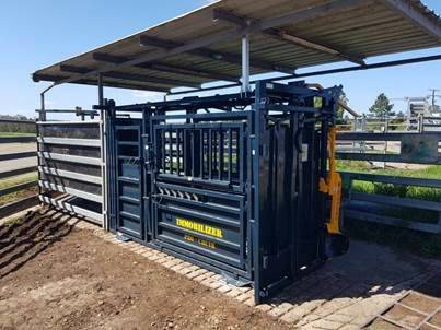 Council recently completed upgrades at the Kempsey Regional Saleyards, including a cattle crush and new soft floor matting. 