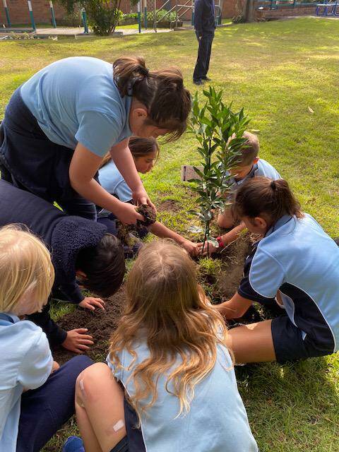 Kempsey West Public School students planted a fruit tree on National Schools Tree
Day, Friday July 31. Photo: Supplied