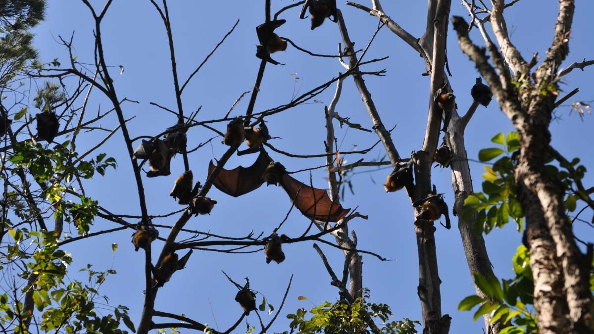 Council will also apply for funding through the Local Government NSW flying-fox grant funding program. Photo: Supplied