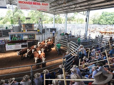 The future of Kempsey Saleyards is secure. Photo: Supplied