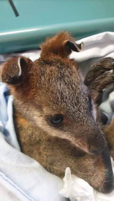 A wallaby injured in the recent fires being cared for by FAWNA. Photo: Supplied