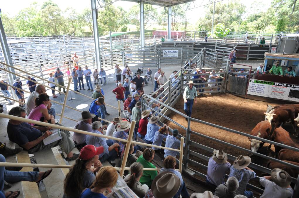 Five options are being considered for the future management and ownership of Kempsey Regional Saleyards. Photo: Supplied