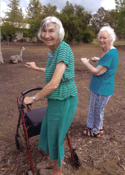 Llama Ladies by Lyle Cronin, featuring Peggy Laws (left) and Margaret Thomson at the llama farm on Airport Rd, Aldavilla 