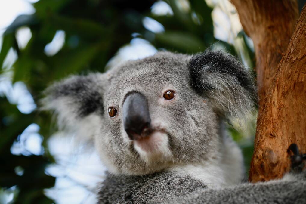 Local Landcare Network's project to protect koalas receives funding