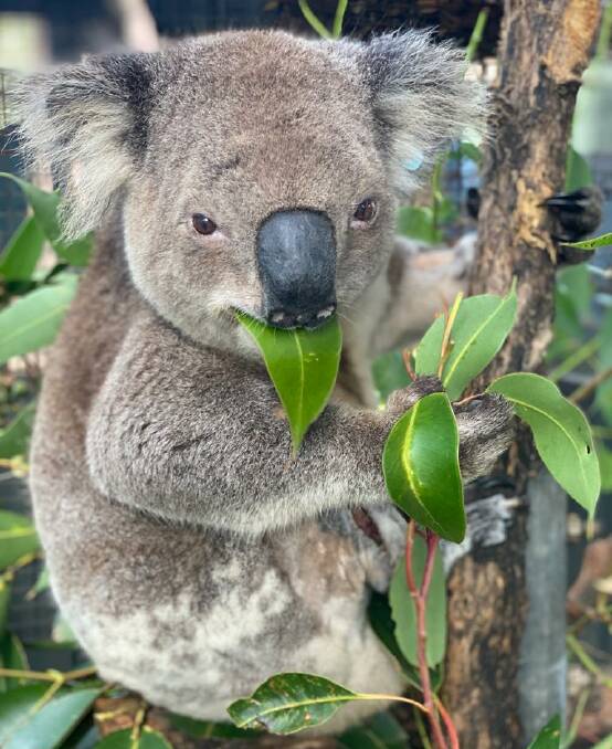 Timothy the koala was released back into the wild after he recovered at Port Macquarie Koala Hospital from extensive injuries received when he was hit by a car. Photo by Port Macquarie Koala Hospital