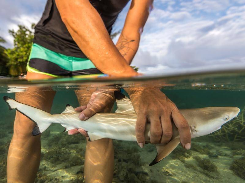 Scientists have suggested baby sharks are right at the edge of what they can tolerate.