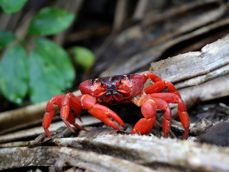 Millions of red crabs have begun their annual migration on Christmas Island. (Richard Wainwright/AAP PHOTOS)
