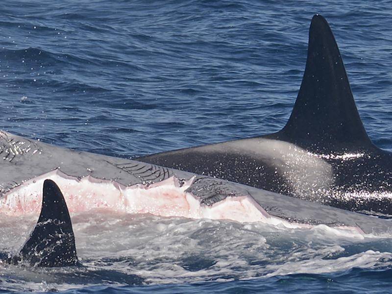 Orcas seen killing world's biggest animal | The Macleay Argus | Kempsey, NSW