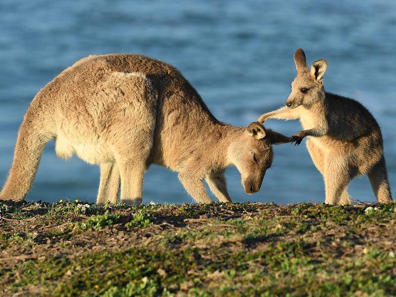 A man has been jailed after 21 eastern grey kangaroos were run over at Tura Beach in November 2019.