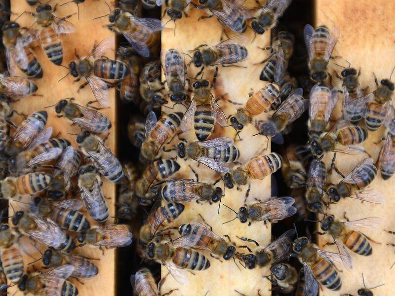 A Tasmanian honey farm worker died from an anaphylactic reaction caused by a bee sting.