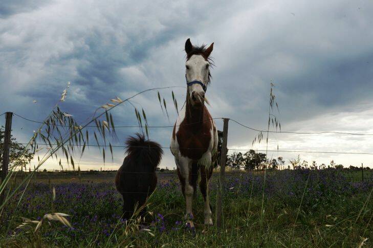 Horses under a bruised sky as fast moving storms race across the landscape near the Vic border ahead of severe storms hitting the Sydney region tomorrow. Pic Nick Moir 25 oct 2017