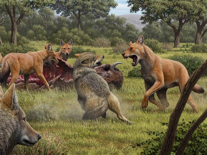 Ancient DNA from dire wolf fossils shows they were a mere distant relative of modern species.