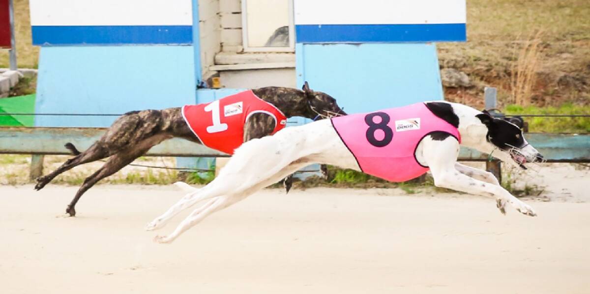 RACING ACTION: Dogs have been racing at Nowra for 50 years now. Photo: On The Ball Photography. 