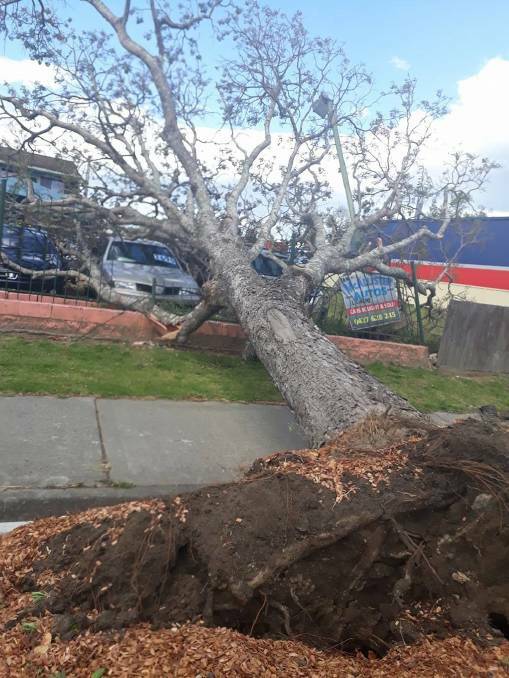 The fallout from a storm in 2017 saw three of the red cedar trees uprooted, causing damage to nearby businesses and residences. Photo: File