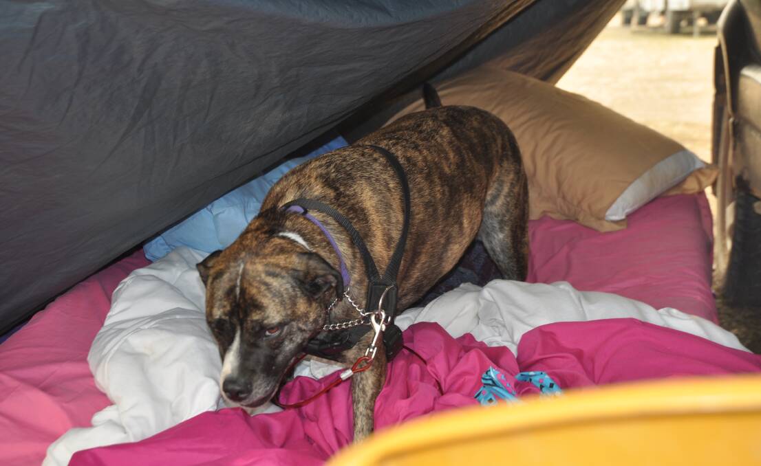 THE SIMPLER THINGS: According to Amanda, Ariel the dog often takes the best spot in the tent. Photo: Stephen Katte 