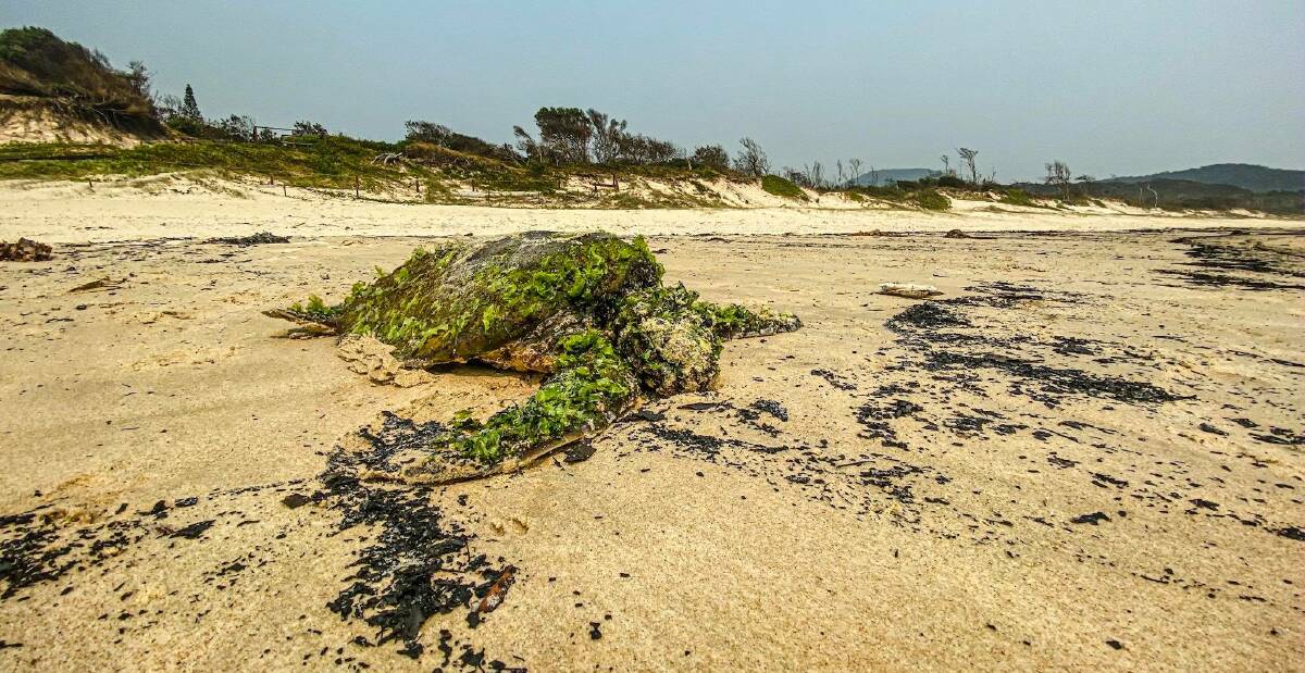 Five of the world's seven species of marine turtles call the waters of NSW home. Photo: Josh Woods 