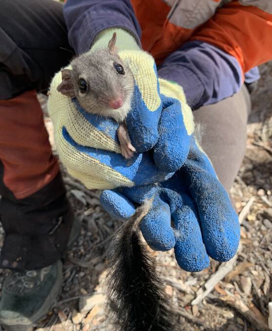 A captured Brush-tailed Phascogale. Photo: Supplied 