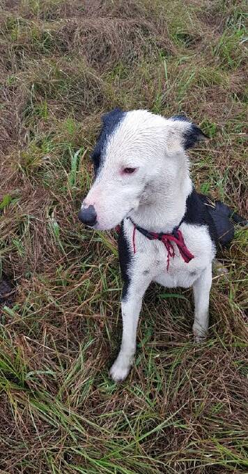 The lost dog was found wandering the camp ground in the cold and rain. Photo: Supplied 