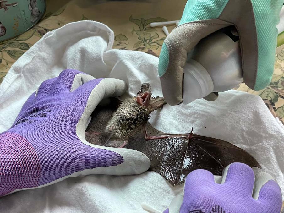 FAWNA treated a 42gm microbat in December after it had been caught in sticky fly paper. Photo: Supplied 