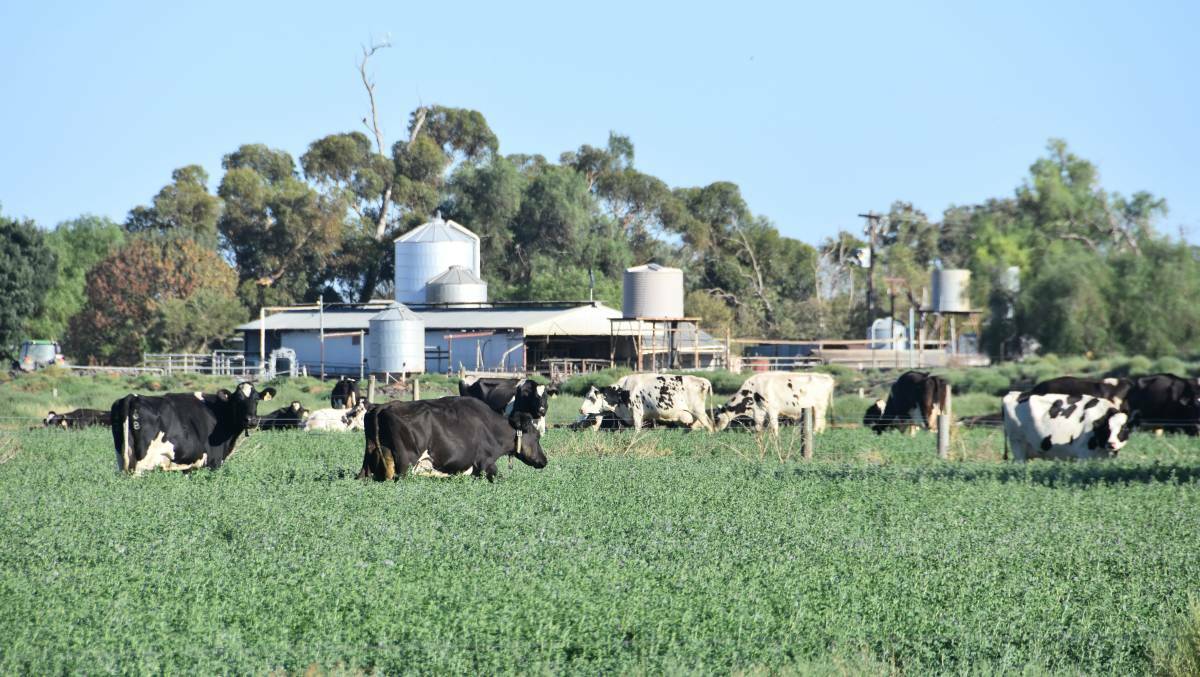 Dairy farmers can apply for grants to make their energy use more efficient and reduce power bills from his week, until August 17. Photo: File