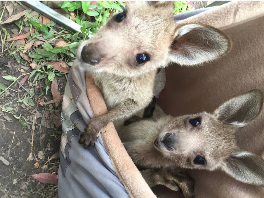 NO TOUCHING: Male and female kangaroos are especially protective of their joeys. Photos: Supplied 