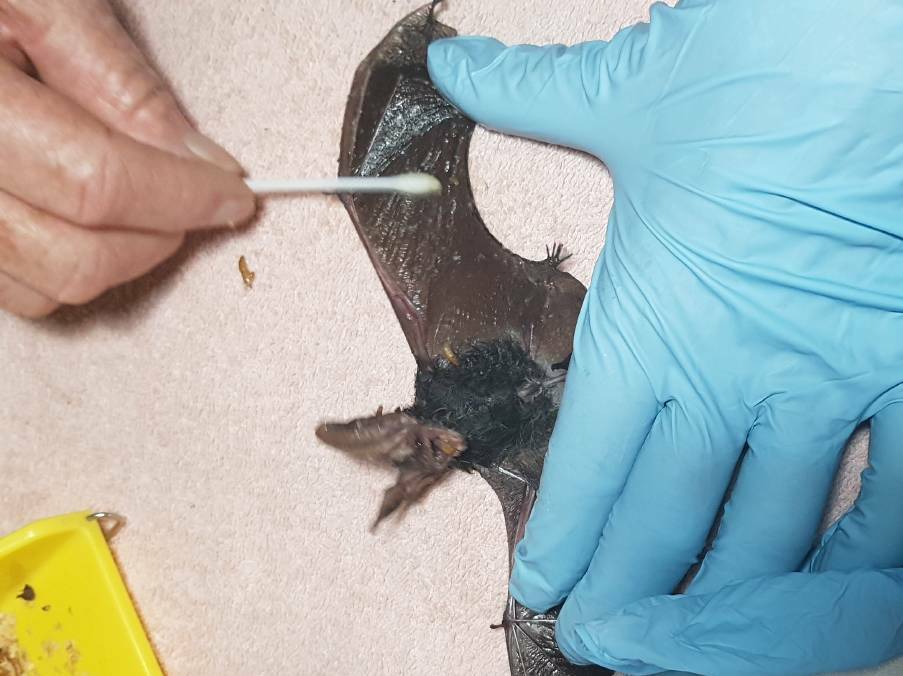 FAWNA is urging Mid North Coast residents to avoid using sticky fly paper outdoors after treating several glue-entrapped microbats for injuries. Photo: Supplied 