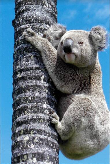 Koalas generally like to live in tall open eucalyptus forests, rather than residential areas. Photo: Supplied 
